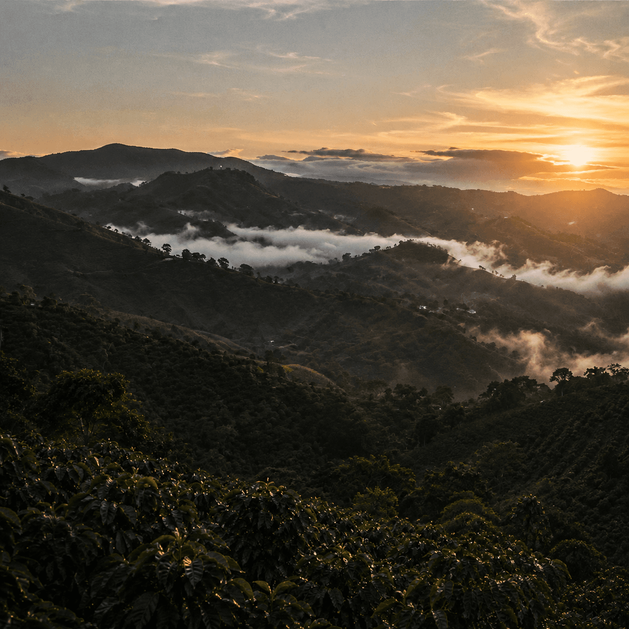 Paisaje de las montañas cafeteras de Pitalito, Huila